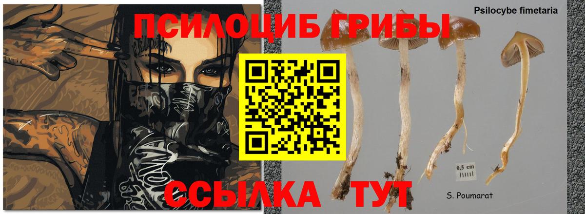 наркотики  Вход с VPN  Псилоцибиновые грибы Cubensis  Владикавказ  Псилоцибиновые грибы Cubensis 